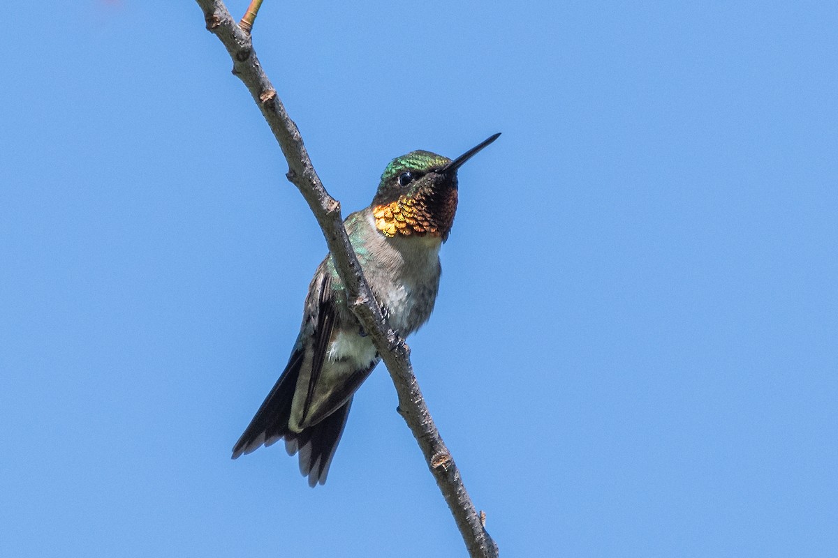 Ruby-throated Hummingbird - Lisa Nasta