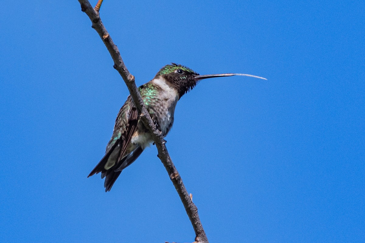 Ruby-throated Hummingbird - ML463907161