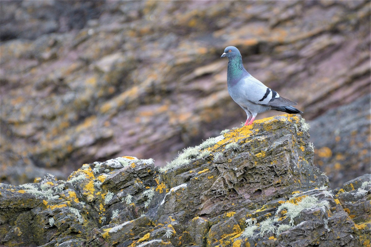 Rock Pigeon (Feral Pigeon) - ML463908271