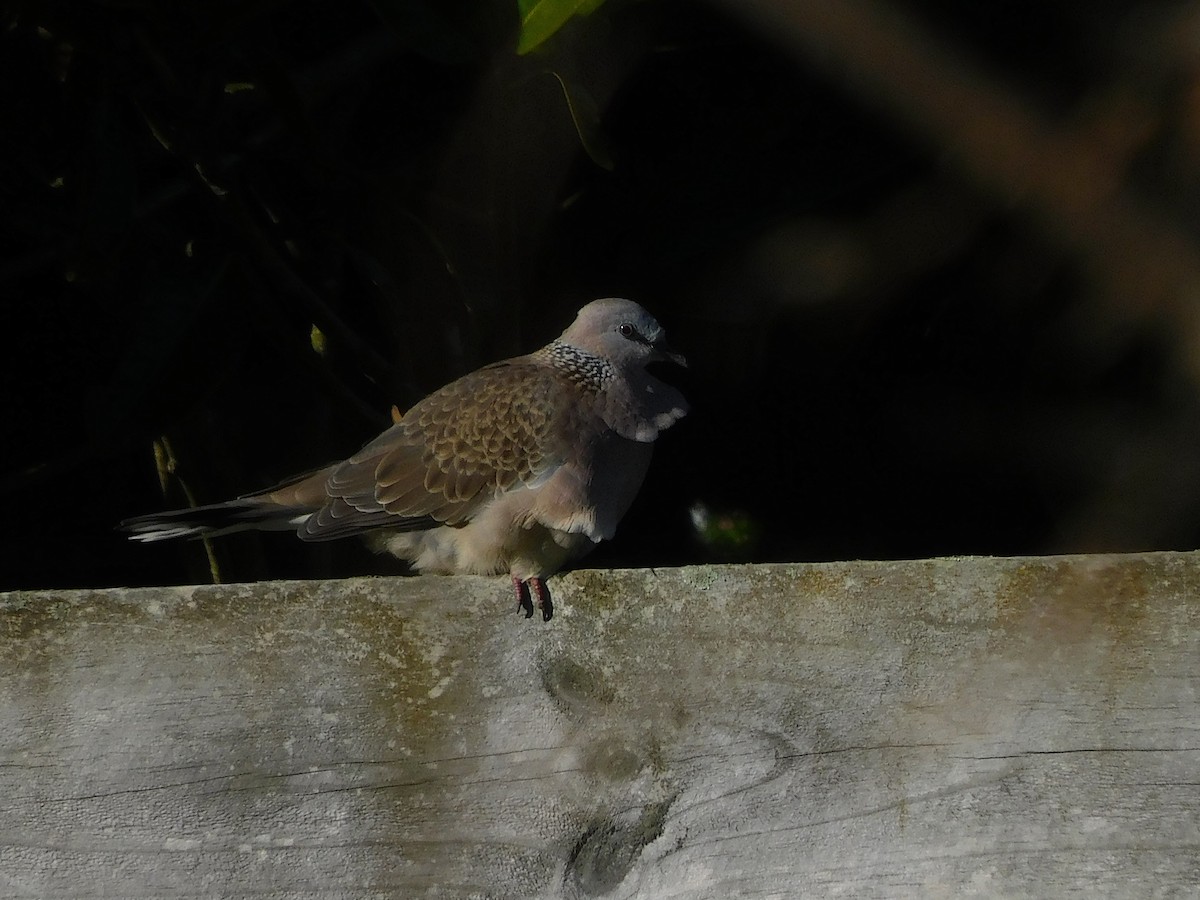 Spotted Dove - ML463908391