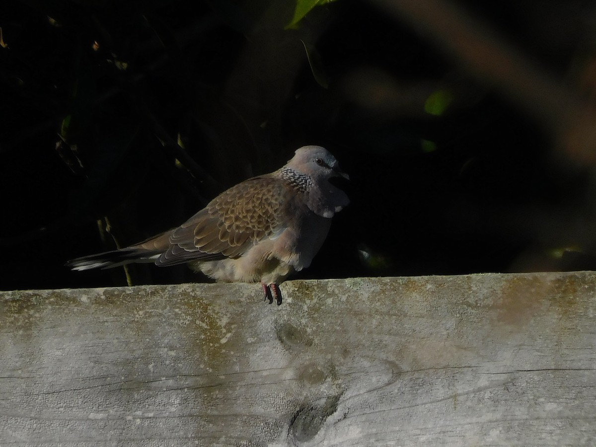 Spotted Dove - ML463908401