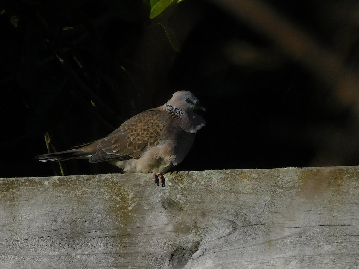 Spotted Dove - ML463908411