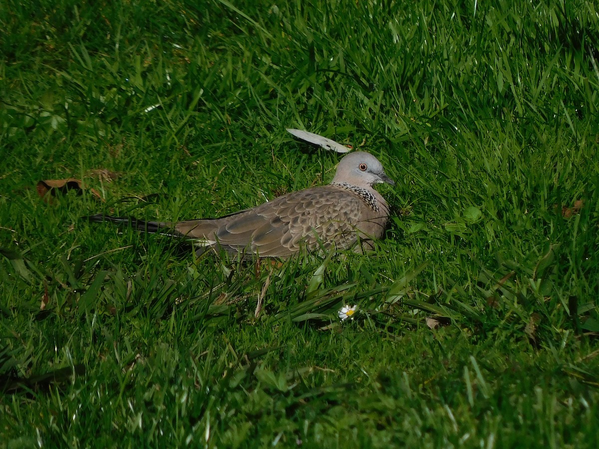 Spotted Dove - ML463908451