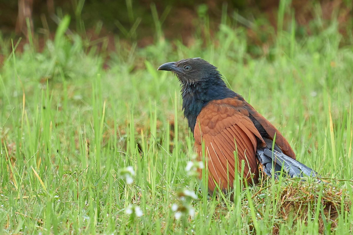 Greater Coucal - ML463909891