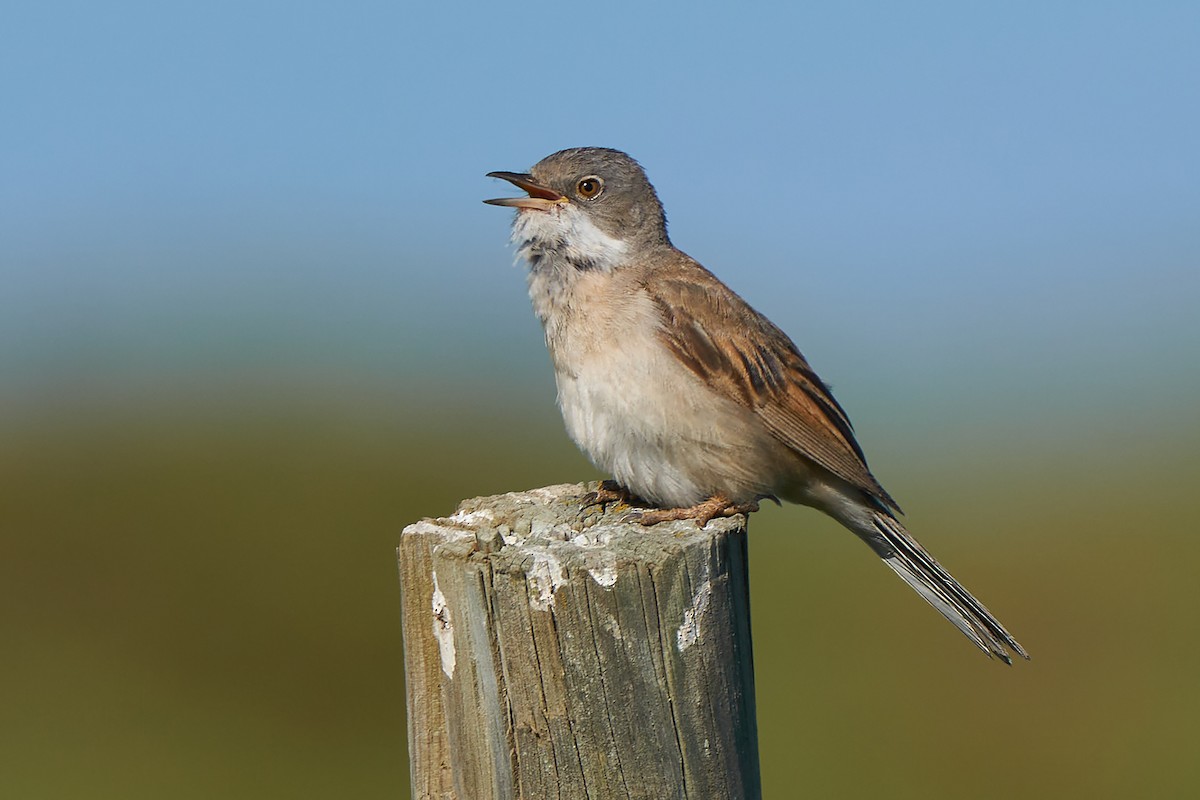 Greater Whitethroat - Miguel Rouco