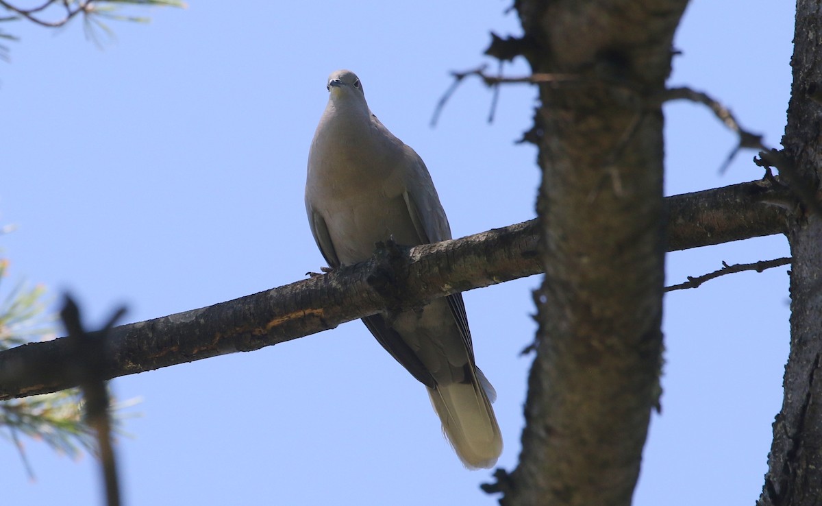 Eurasian Collared-Dove - ML463915161