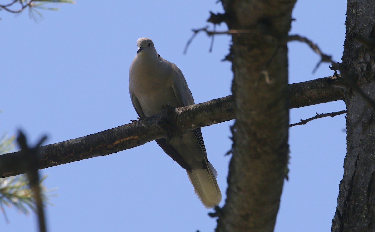 Eurasian Collared-Dove - Gene Ricks
