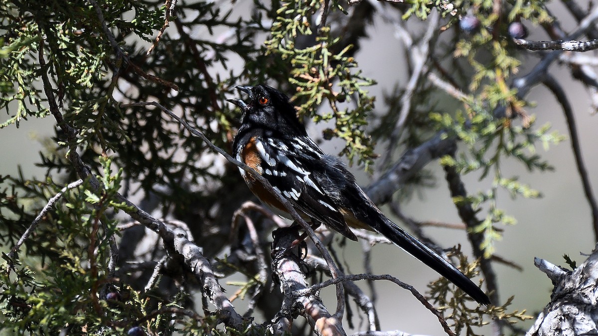 Spotted Towhee - ML463927271