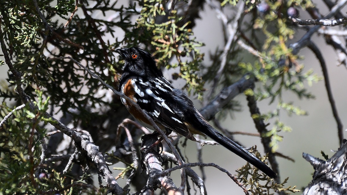 Spotted Towhee - ML463927281