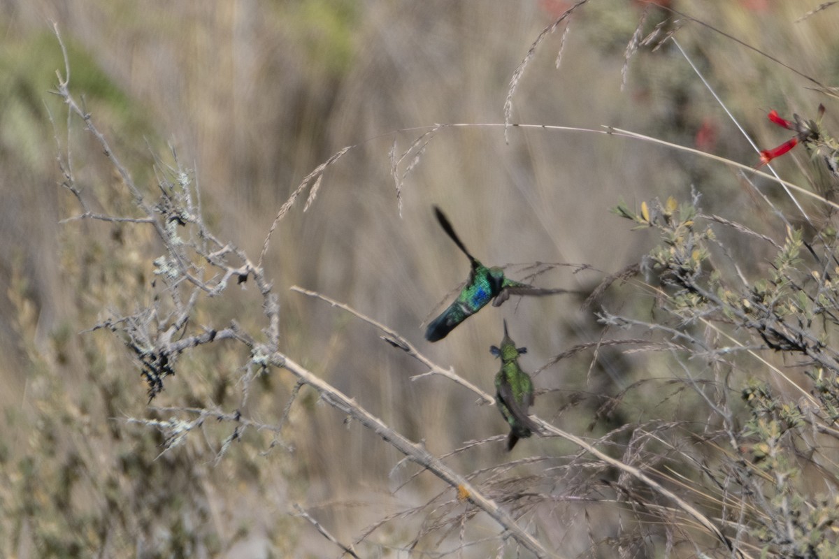kolibřík modrolící - ML463929711