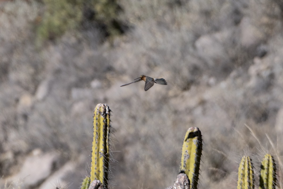 Giant Hummingbird - Amer Fernández Dávila Angulo