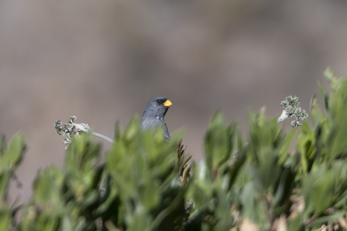 Band-tailed Seedeater - ML463930191