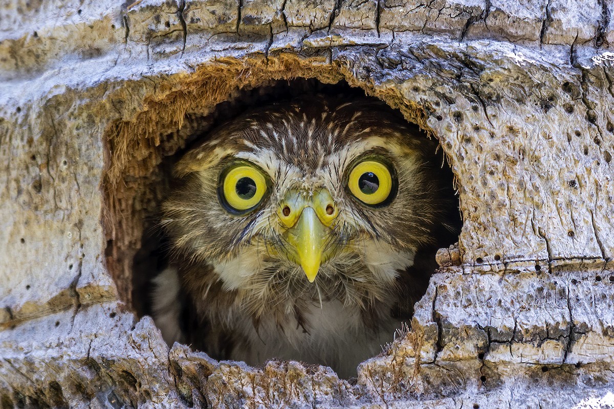 Ferruginous Pygmy-Owl - Su Li