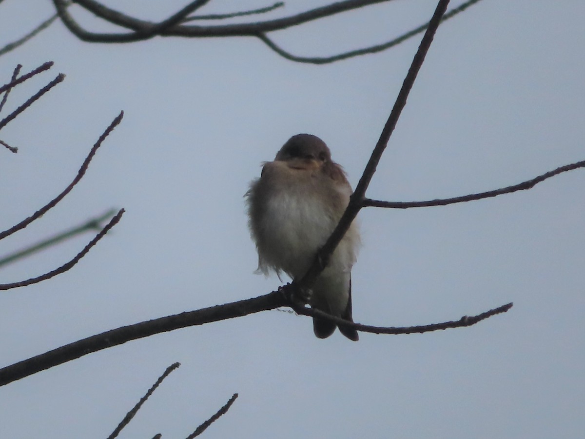 Northern Rough-winged Swallow - ML463932641