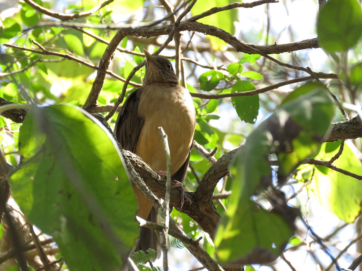 Clay-colored Thrush - Ray Allen