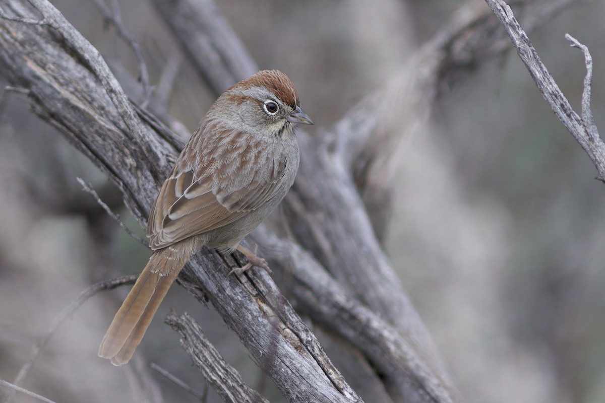 Rufous-crowned Sparrow - Doug Hitchcox