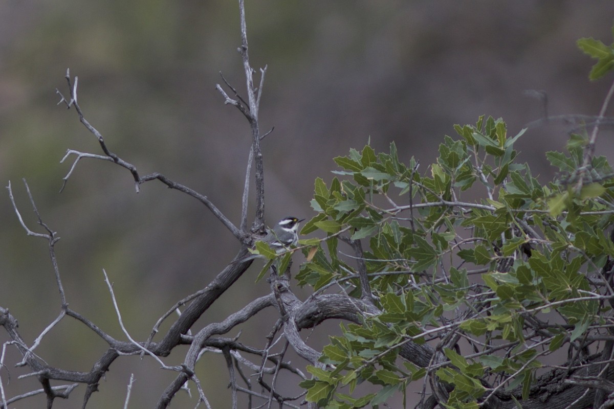 Black-throated Gray Warbler - ML46393631