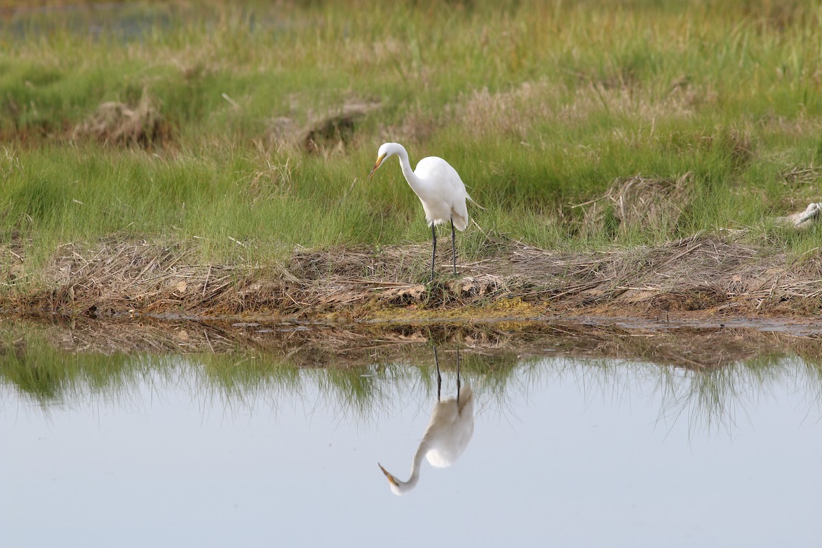 Maine Bird Atlas Checklist - 1 Jul 2022 - Scarborough Marsh--Eastern Rd ...