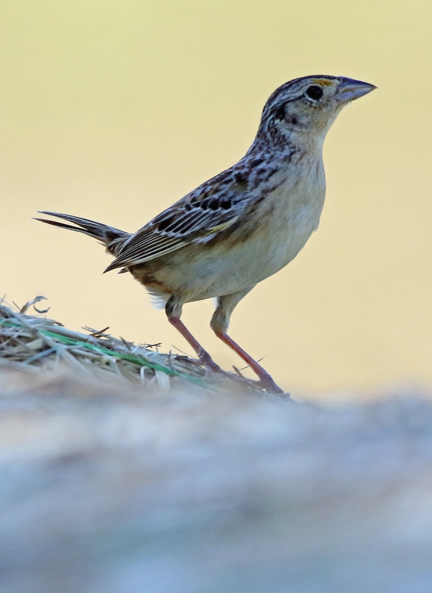 Grasshopper Sparrow - ML463945641