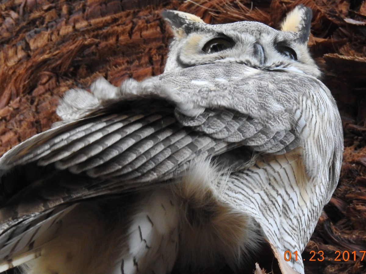 Great Horned Owl - ML46394721
