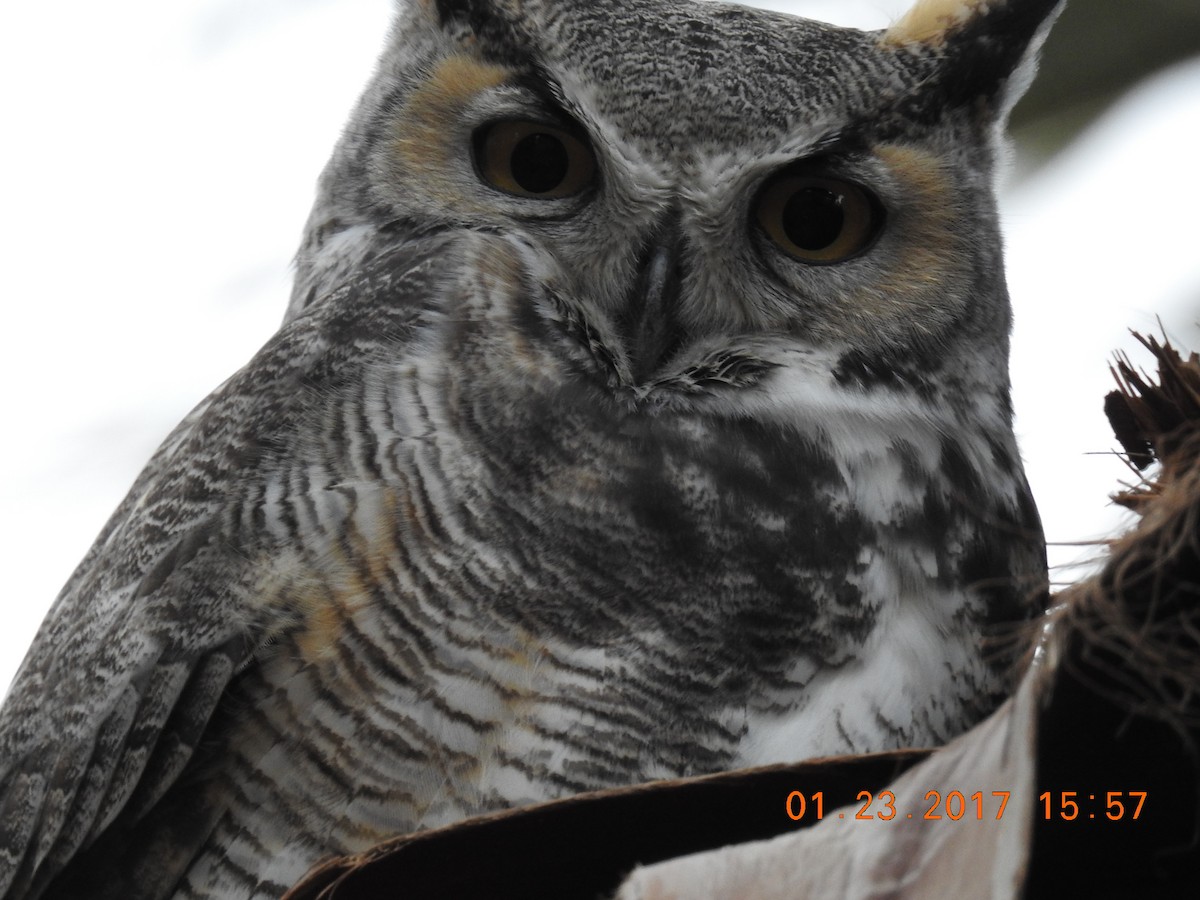 Great Horned Owl - ML46394741