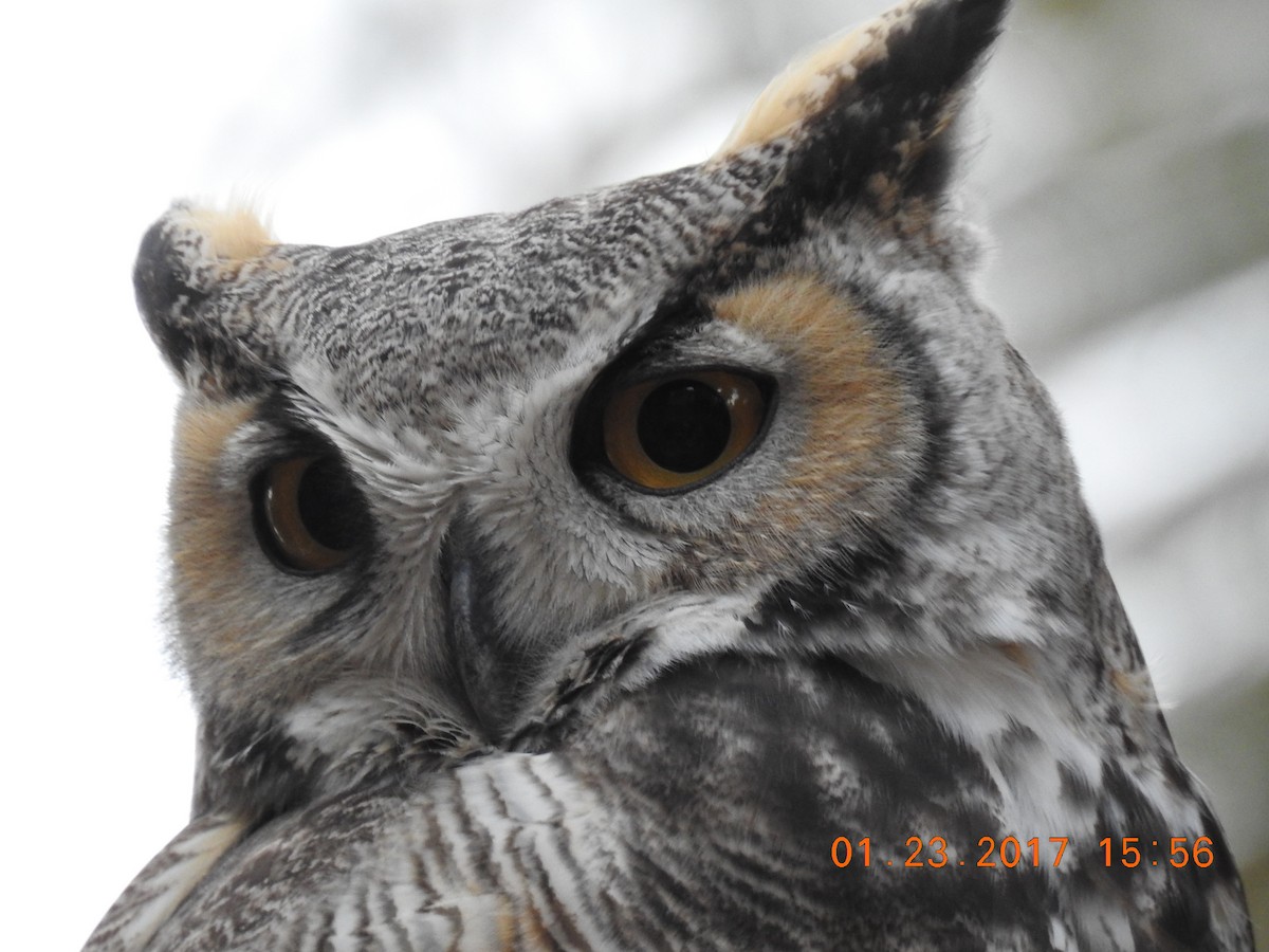 Great Horned Owl - ML46394751