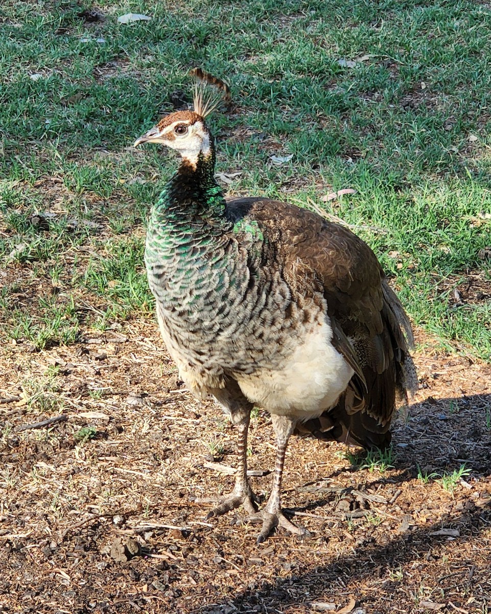 Indian Peafowl (Domestic type) - ML463955771
