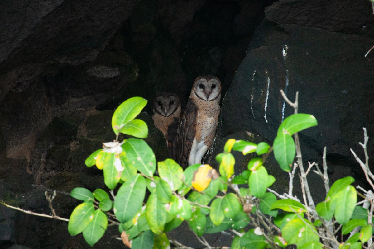 Sulawesi Masked-Owl - ML463956291
