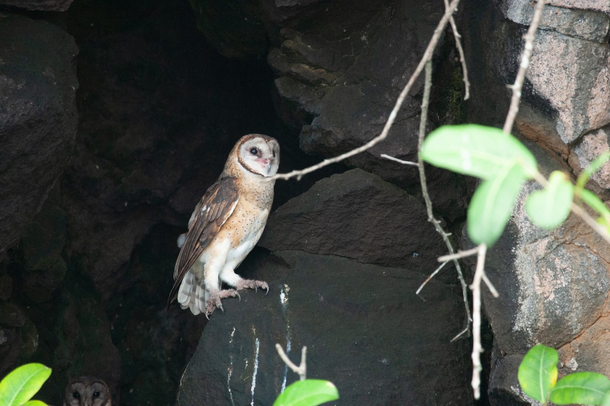 Sulawesi Masked-Owl - Susan Myers