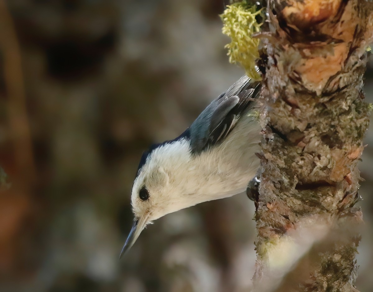 White-breasted Nuthatch - ML463957751