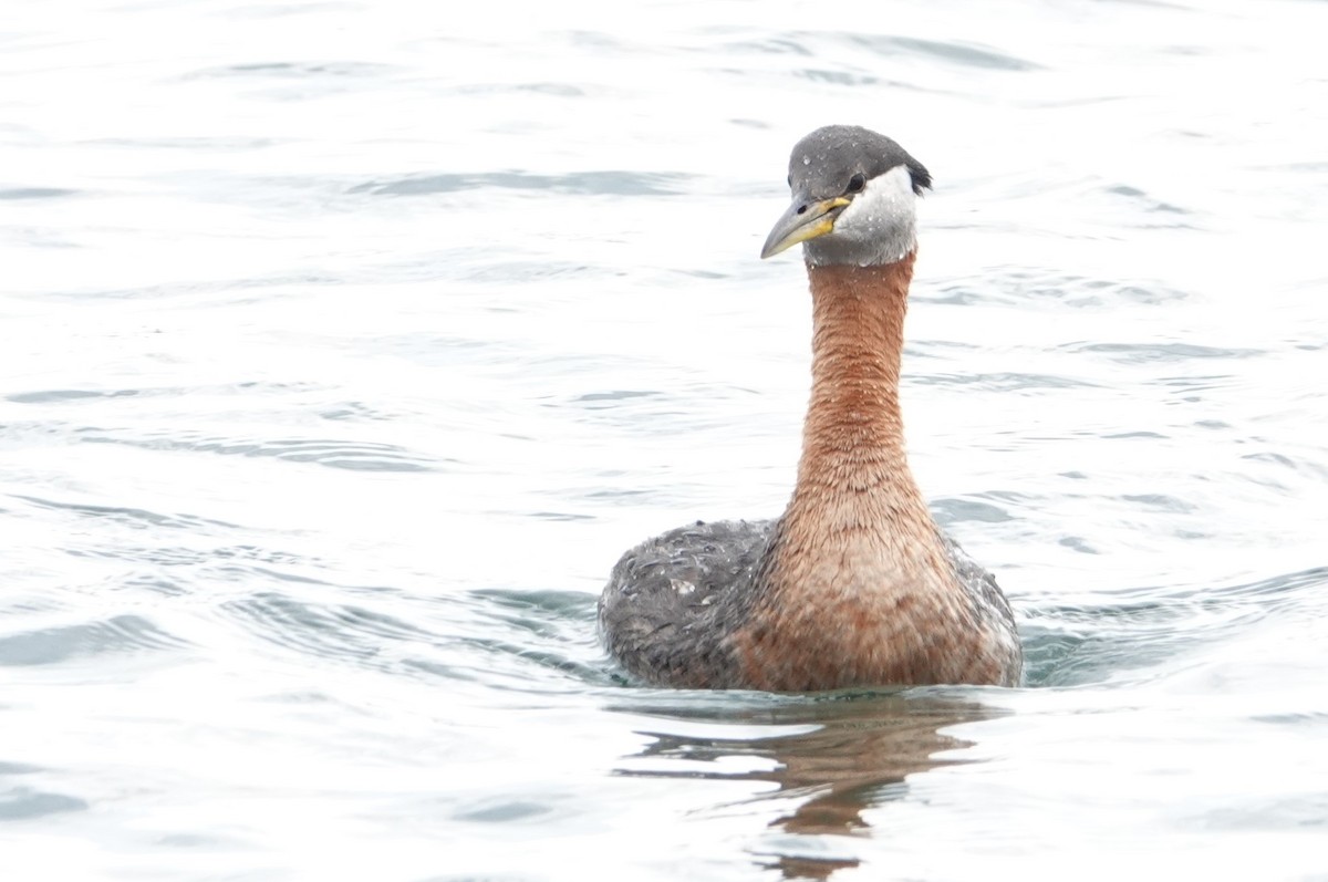 Red-necked Grebe - ML463960971