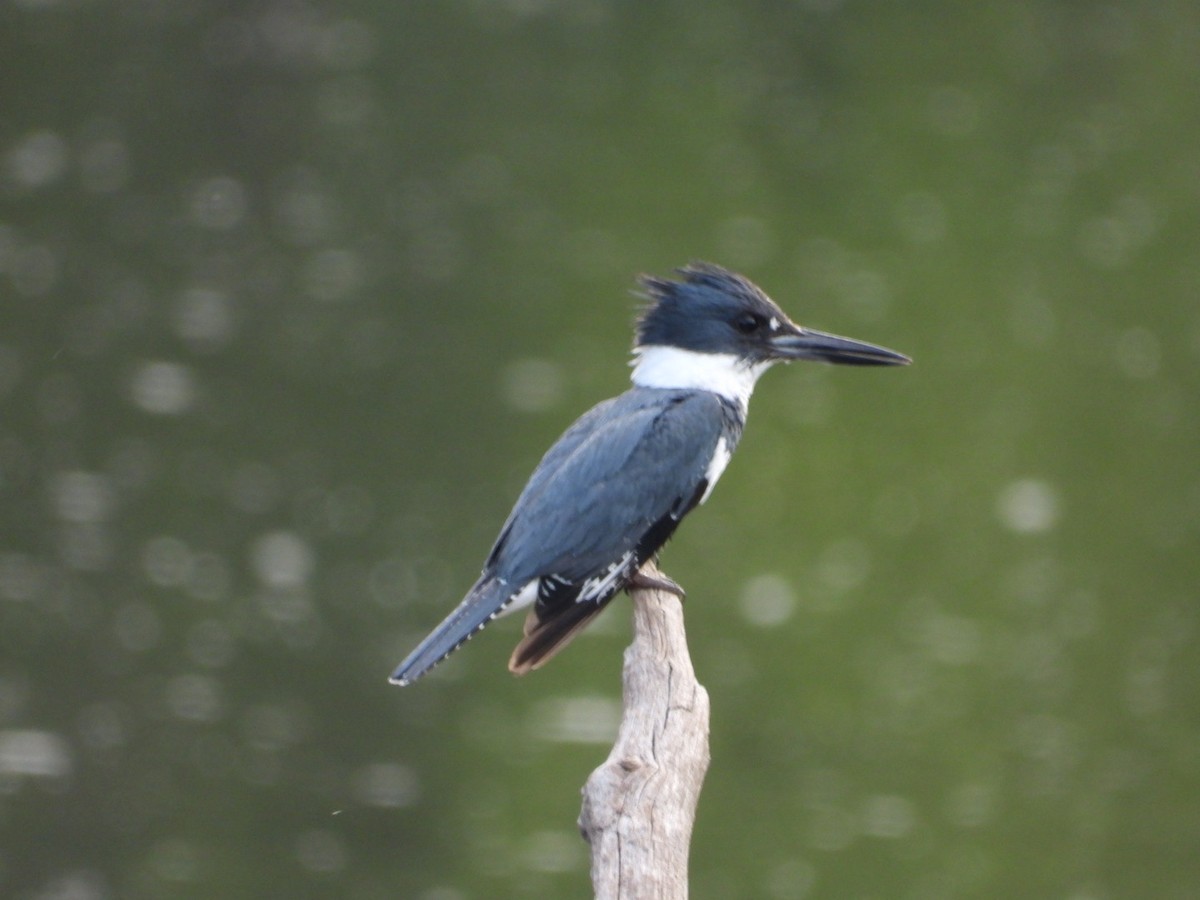 Belted Kingfisher - ML463963471