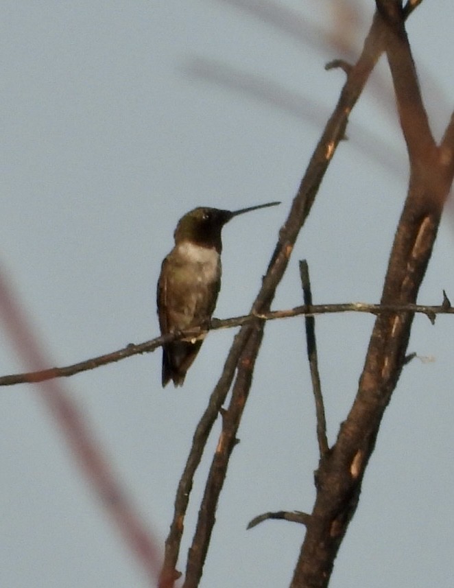 Black-chinned Hummingbird - ML463966071