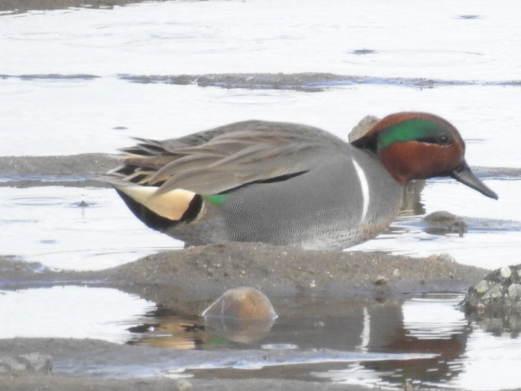 Green-winged Teal - Stephen Spector