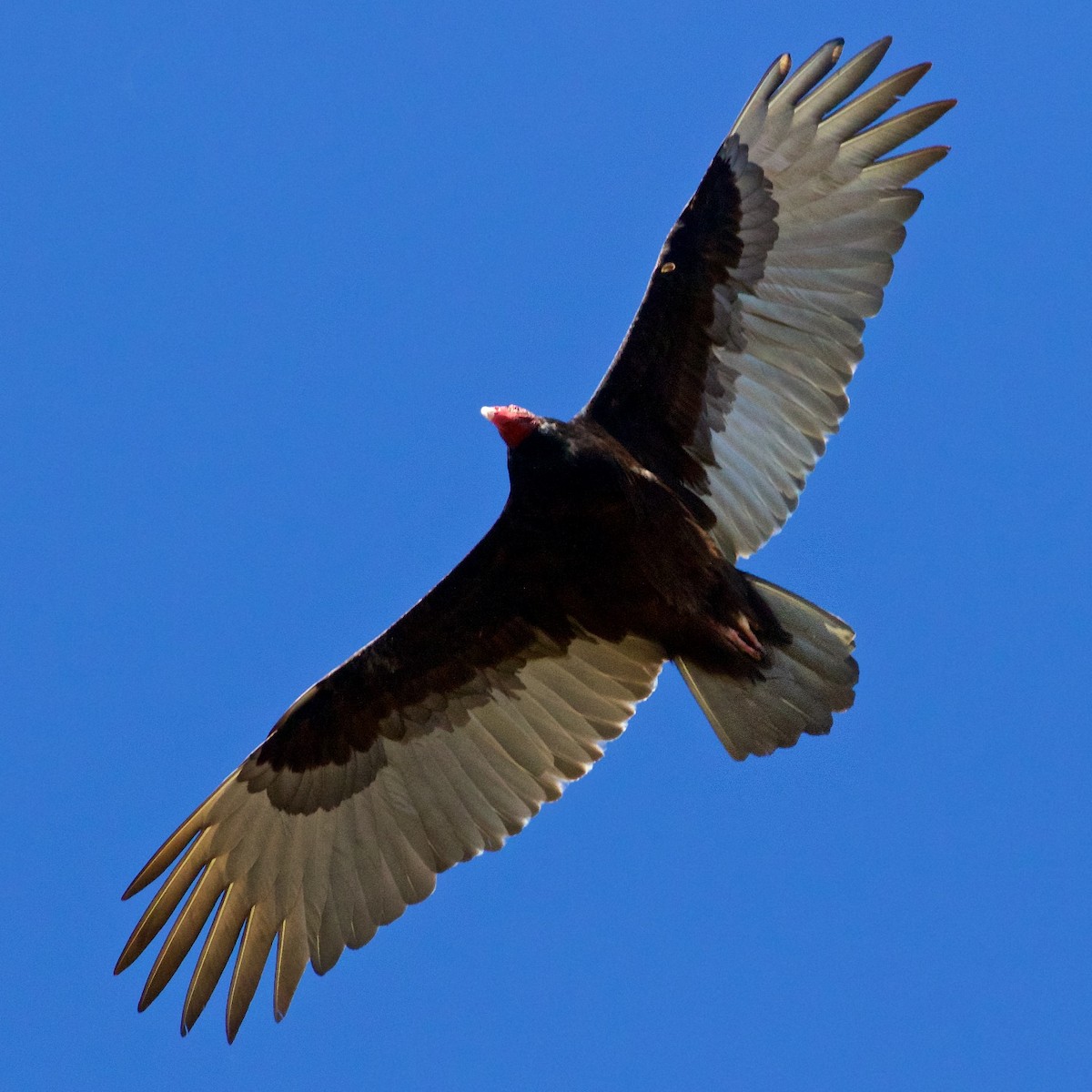 Turkey Vulture - Ed Harper