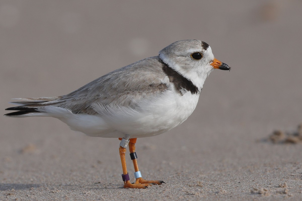 Piping Plover - ML463973631