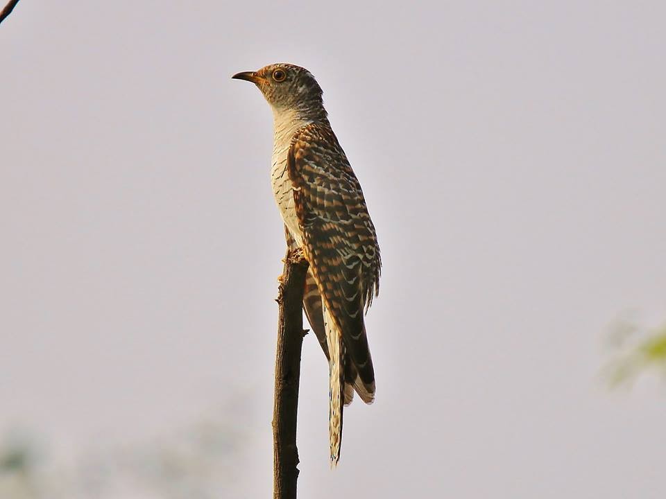 Common Cuckoo - ML46397511