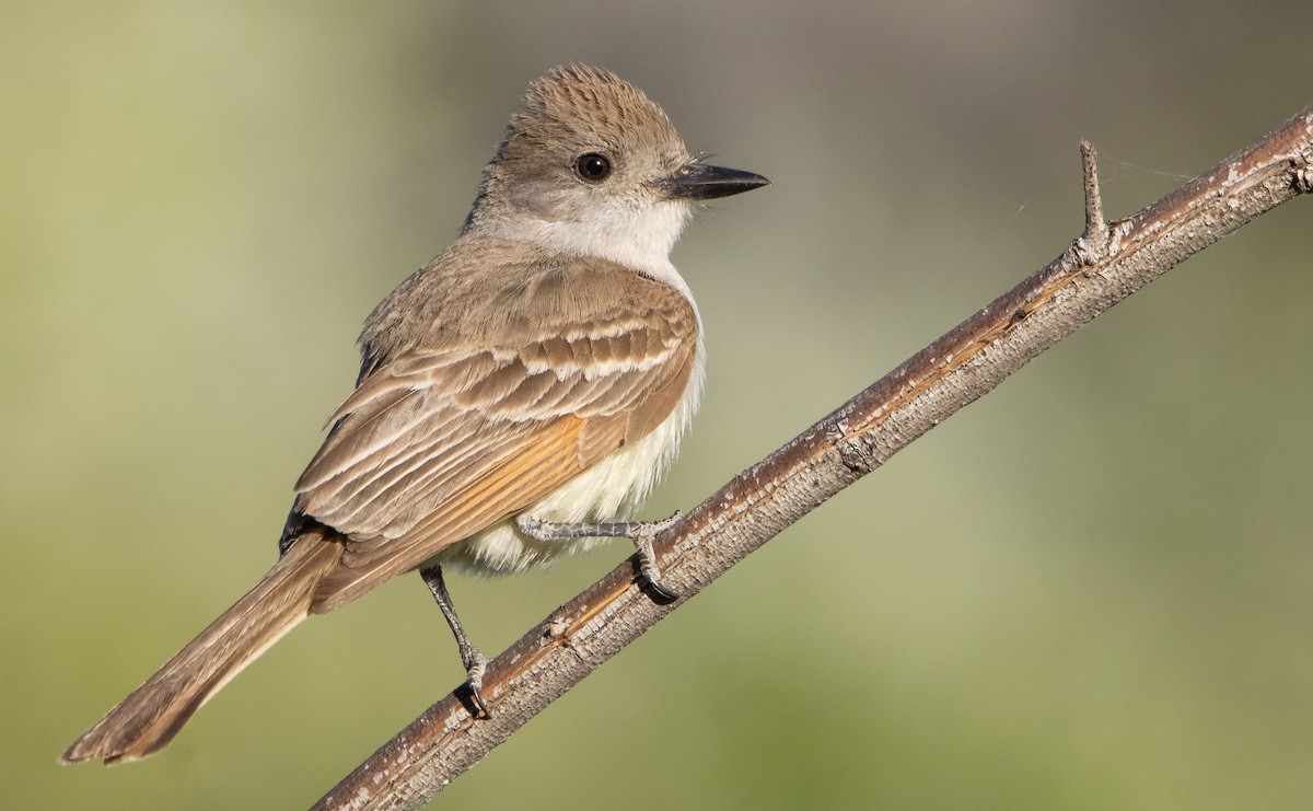 Ash-throated Flycatcher - Liam Huber