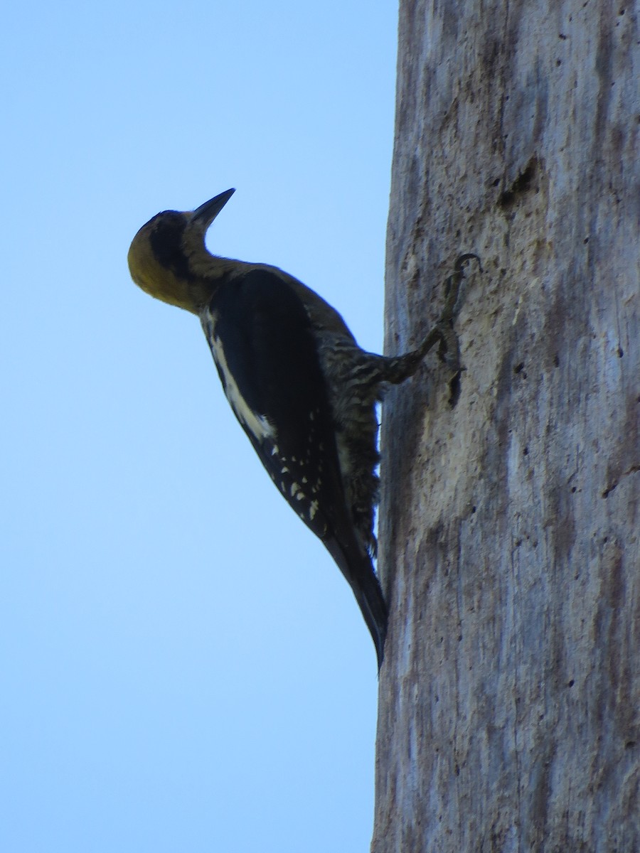 Golden-naped Woodpecker - Thomas Brooks