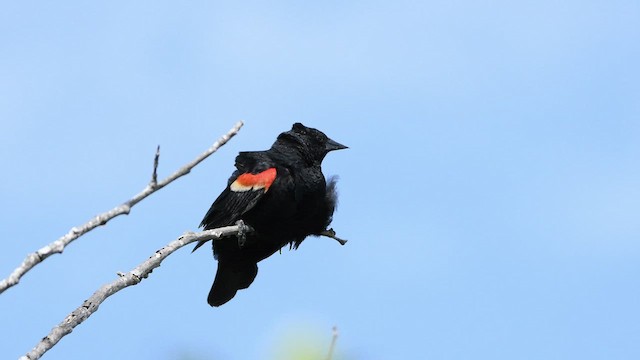Red-winged Blackbird - ML463992111