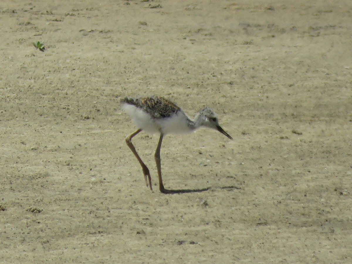 Maryland-DC Breeding Bird Atlas Checklist - 28 Jun 2022 - Poplar Island ...