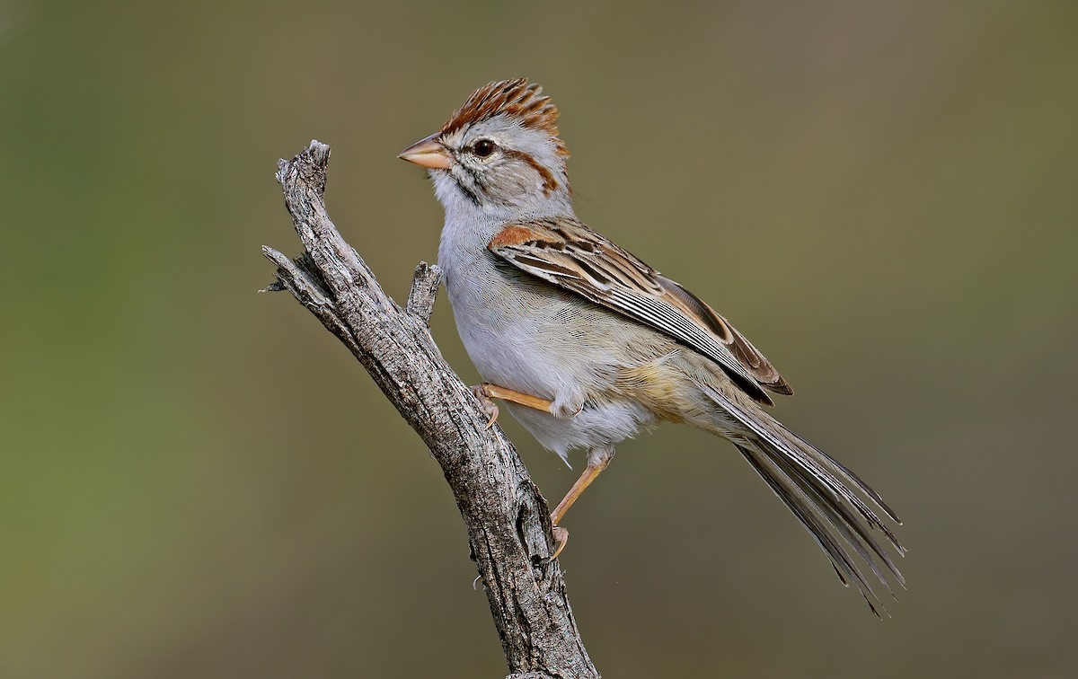 Rufous-winged Sparrow - ML463997581