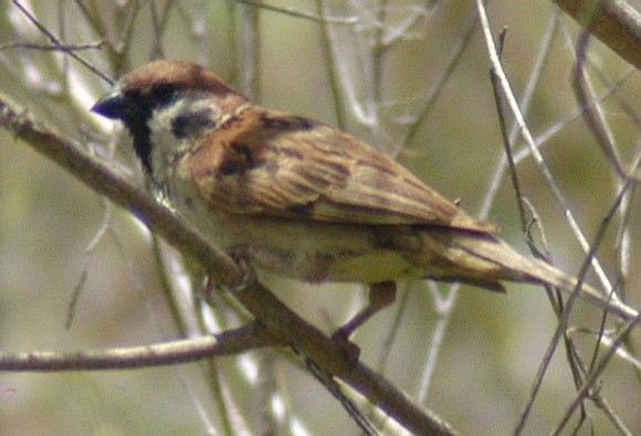 Eurasian Tree Sparrow - Eric VanderWerf