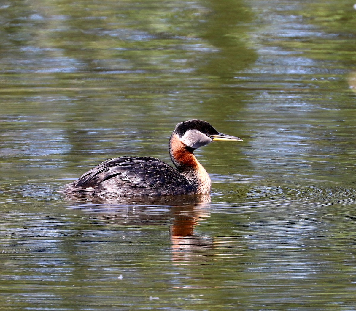 Red-necked Grebe - ML464007871