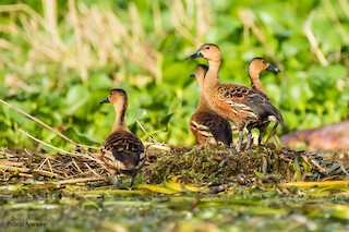 Wandering Whistling-Duck, ML46401061