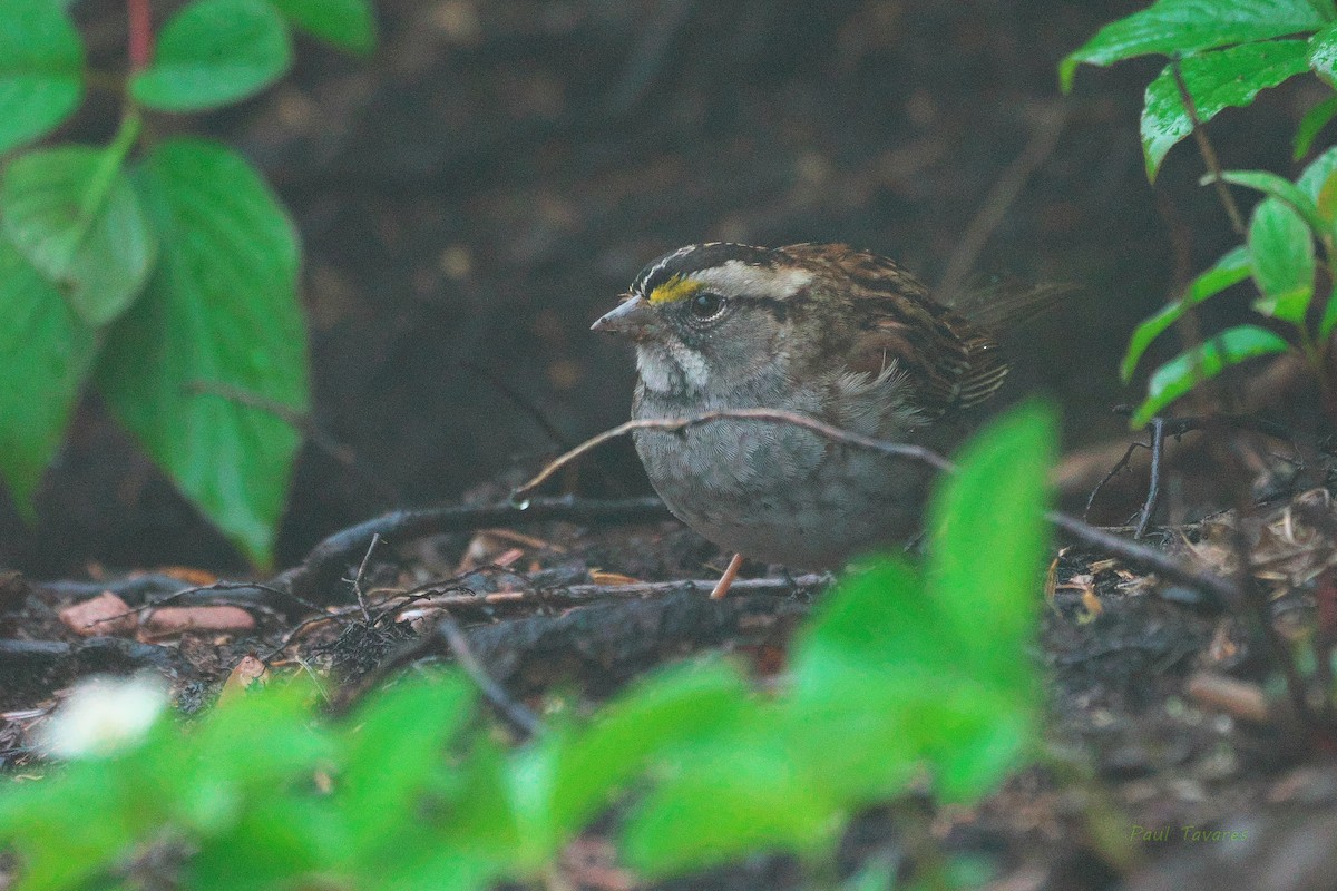 White-throated Sparrow - ML464010891