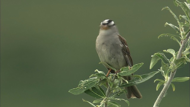 White-crowned Sparrow - ML464011