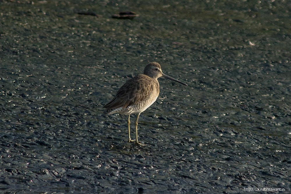 Long-billed Dowitcher - ML46401201