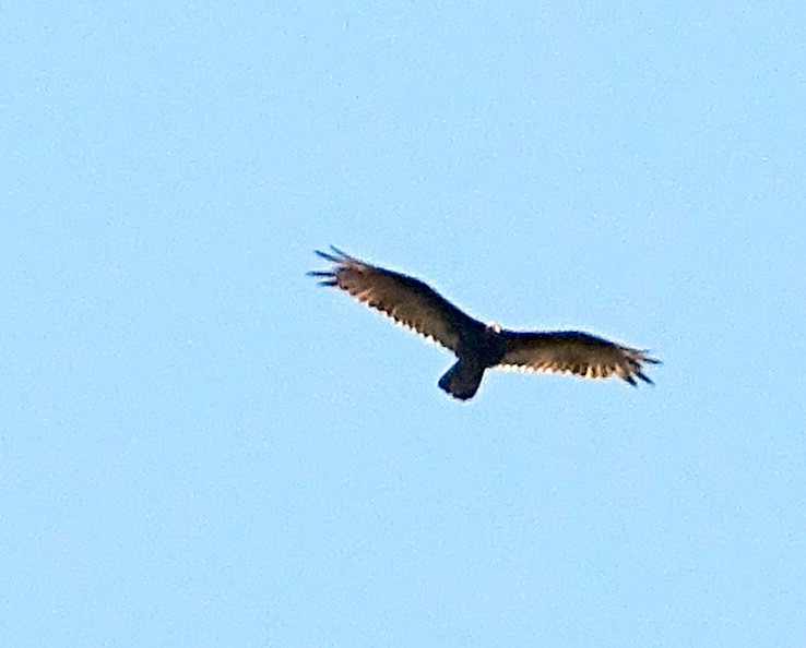 Turkey Vulture - ML464015291
