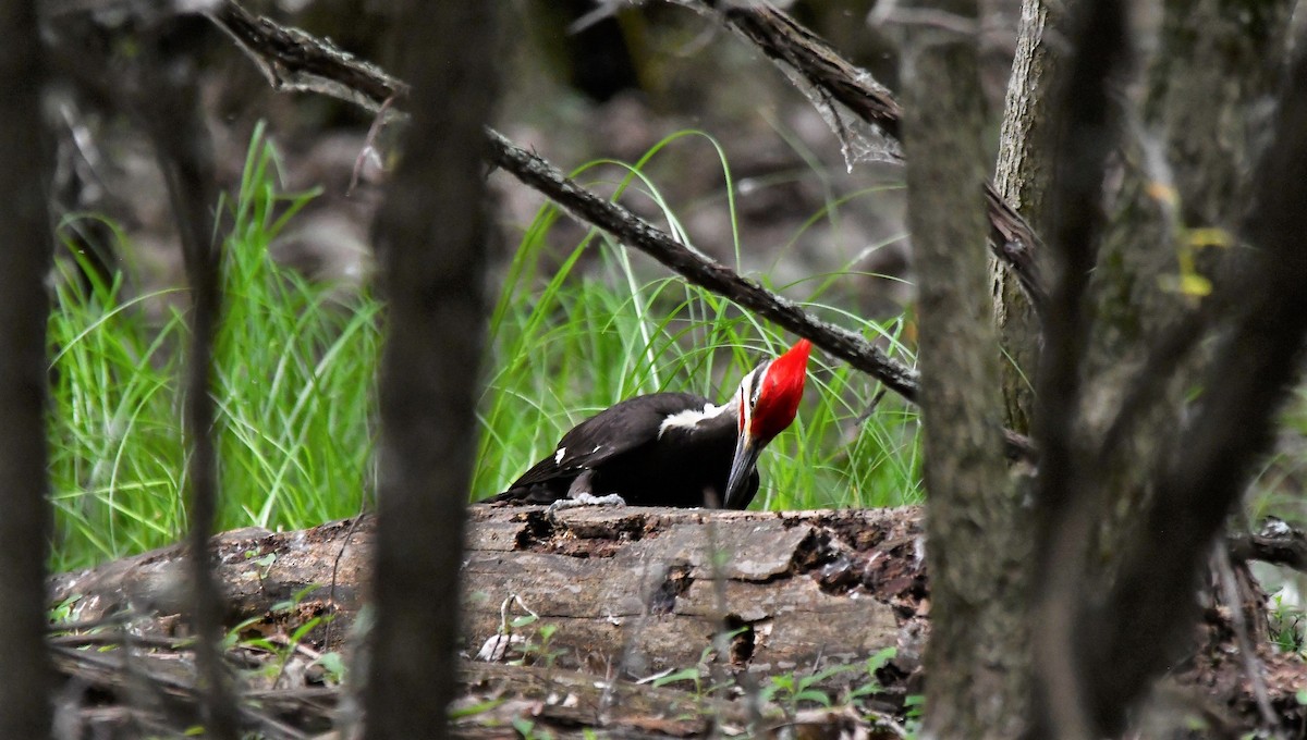 Pileated Woodpecker - ML464021961